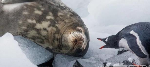 乐鱼体育电竞-南极洲球队击败对手，晋级南极锦标决赛的简单介绍