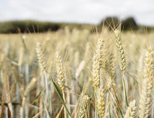 尼日利亚网球选手实力擒金，奠定基业