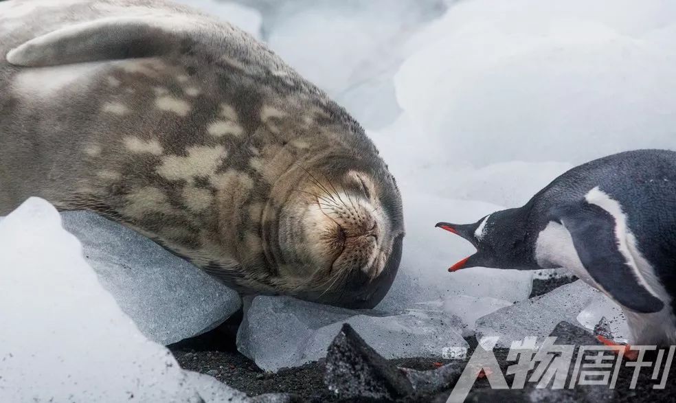 南极洲球队击败对手，晋级南极锦标决赛的简单介绍